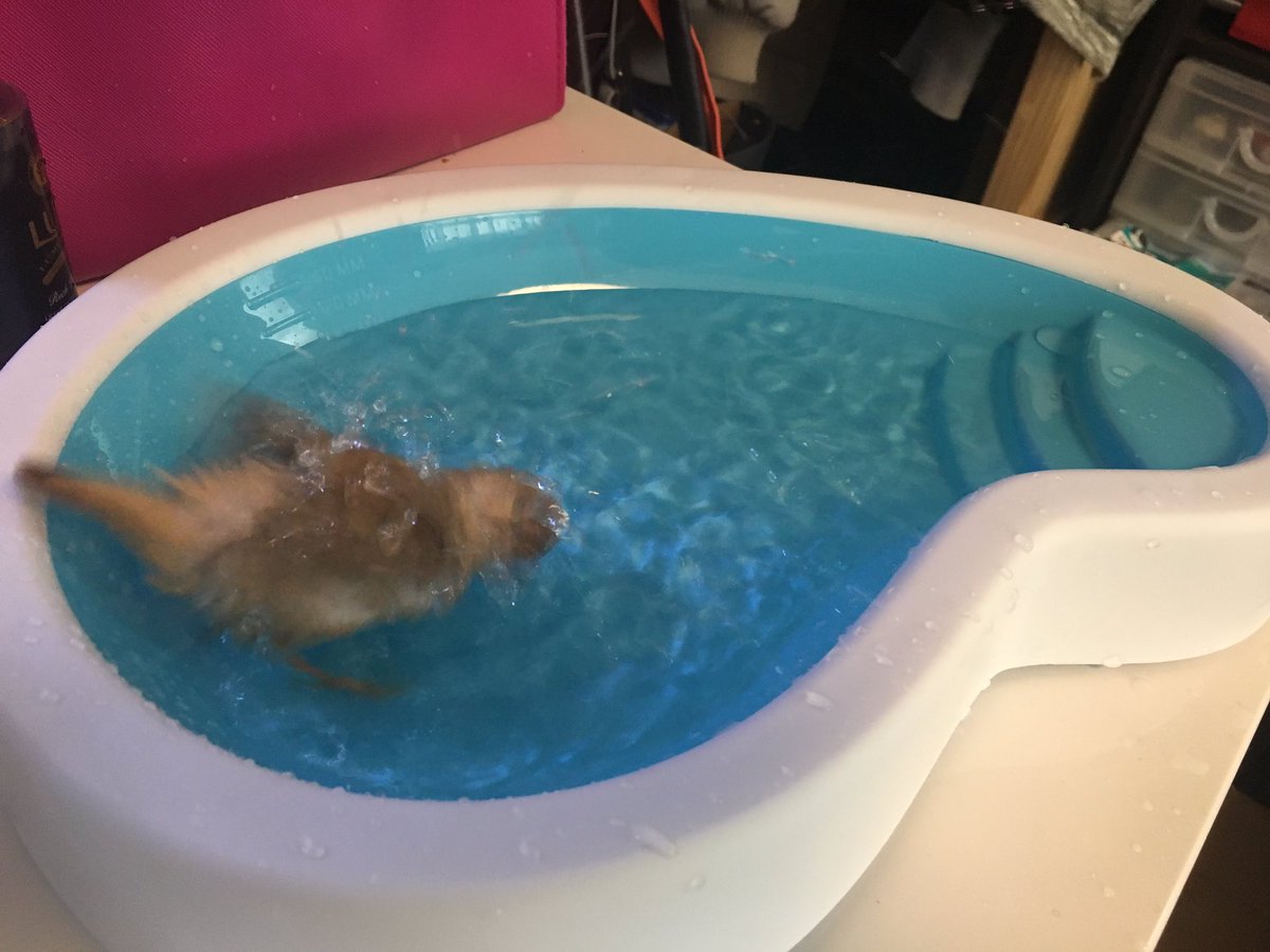 えりーぜ Twitterren フライングタイガーでバードバス買って来ました あと シード入れか遊び場に使えそうかなとキャンディポットも 凸凹がはまるようになってるからスタッキング可 でも密閉式ではなく蓋はパカパカするだけ 羽根入れにもいいかも フライング