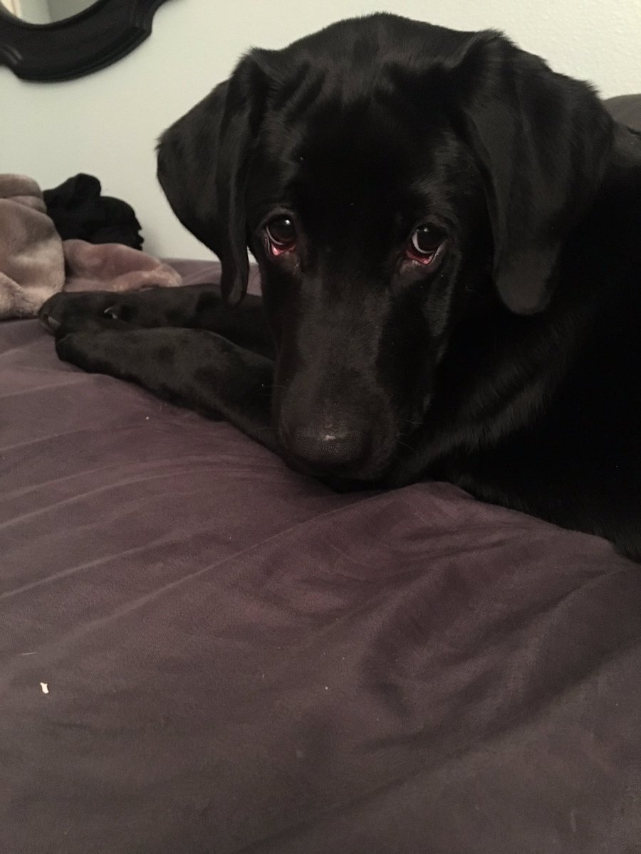 nloomis21's tweet photo. Such droopy eyes when he's tired https://t.co/ZEozHIJyuO