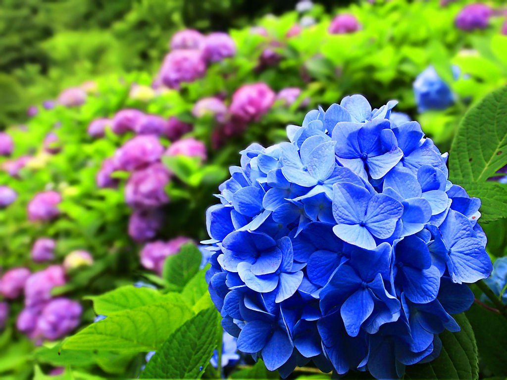 切ない花言葉 アジサイ 梅雨の時期を迎えると 淡いピンクや青の花を咲かせる花 花言葉は 浮気 土の酸性度合いによって花色が変わることから この花言葉が付けられました