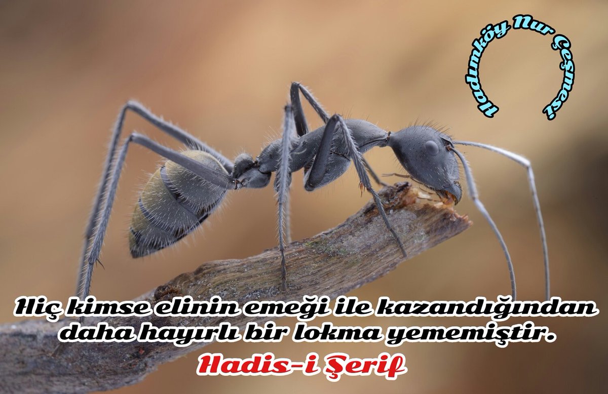 HadimkoyNur's tweet photo. Hiç kimse elinin emeği ile kazandığından daha hayırlı bir lokma yememiştir.
#Hadis #hadisişerif #hzmuhammed https://t.co/9V5TuRgB13