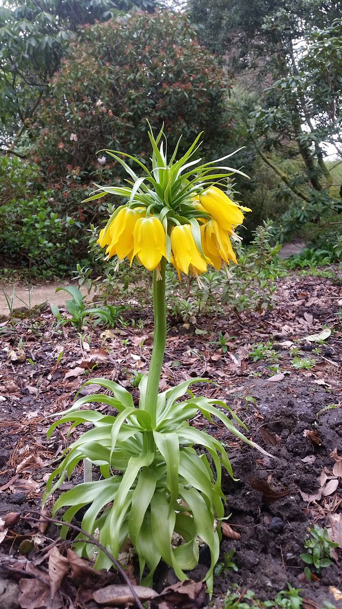 Minterne_Garden's tweet photo. Fritillaria imperialis lutea.  A very exotic looking bulb #dorset #gardening #Horticulture https://t.co/UfN9iD4yaj
