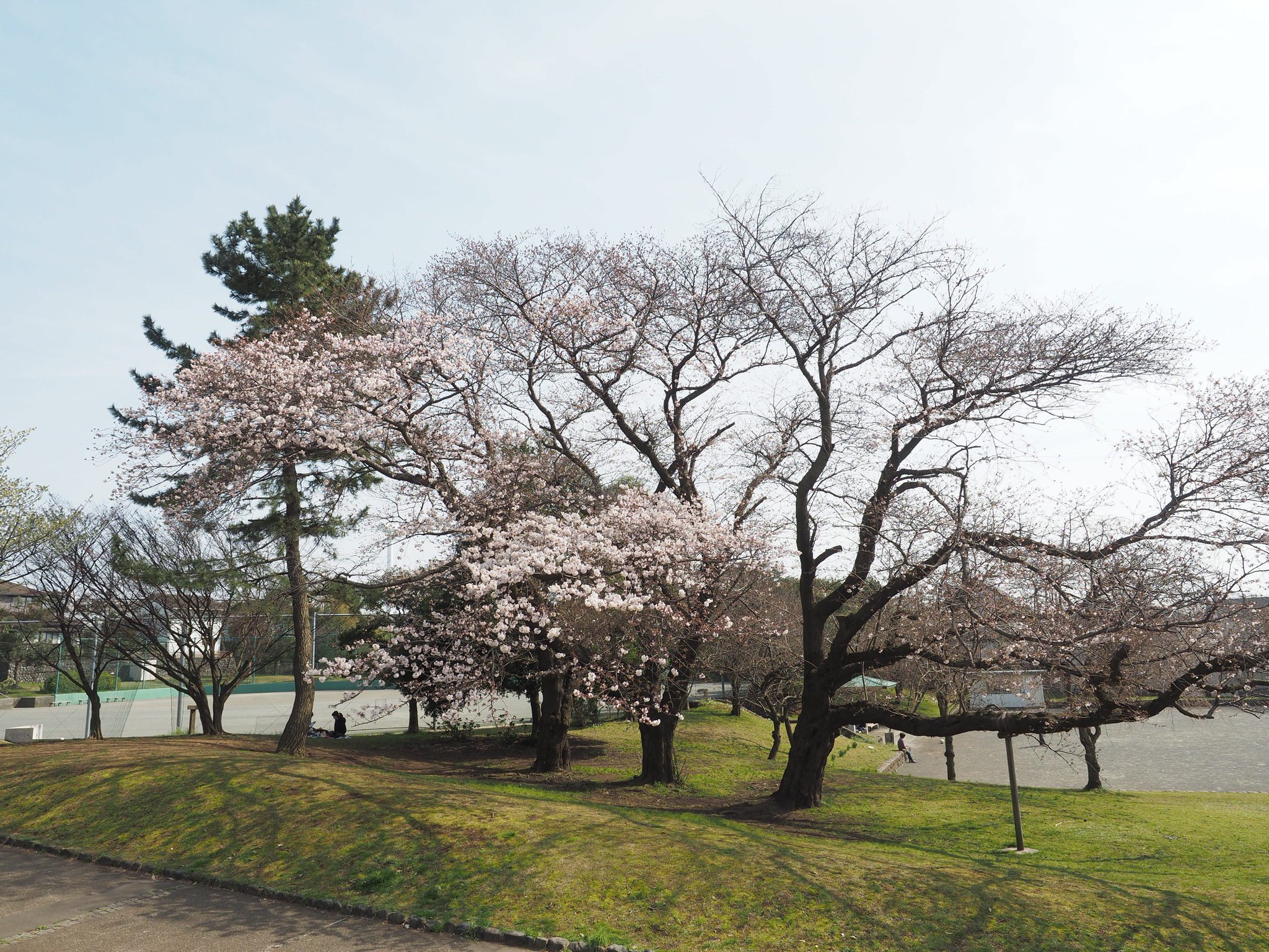 エビジョイ 海老名情報サイト 海老名の桜開花状況 大谷近隣公園 1 2枚目 と海老名 運動公園 3 4枚目 は三分前後でしょうか 三川公園 北部公園も同程度のようです 週末に見頃を迎えそうです エビジョイ 海老名情報サイト 海老名の桜開花状況 大谷近隣公園 1 2枚目 と海老名 運動公園 3 4枚目 は三分前後でしょうか 三川公園 北部公園も同程度のようです 週末に見頃を迎えそうです