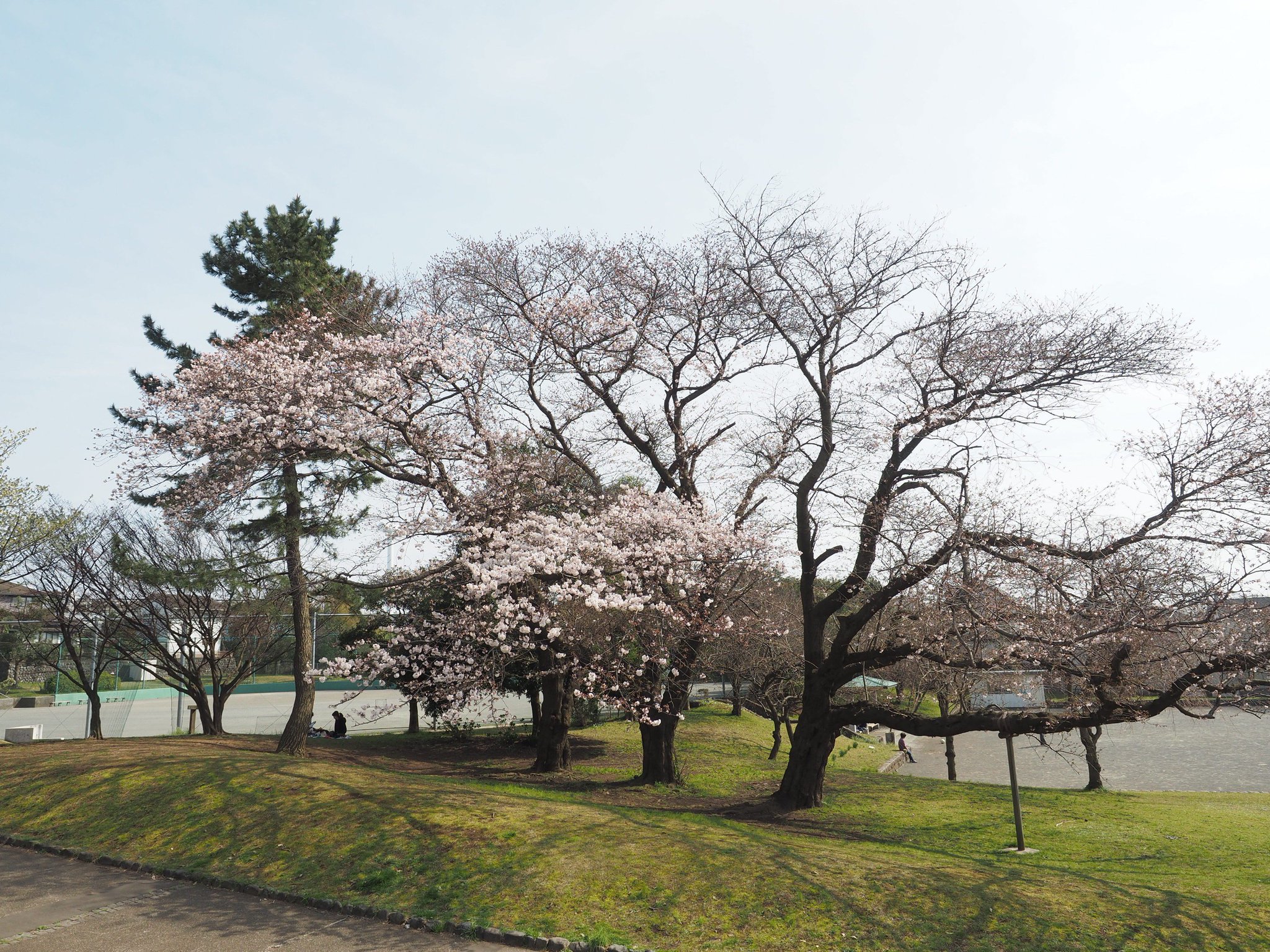 エビジョイ 海老名情報サイト 海老名の桜開花状況 大谷近隣公園 1 2枚目 と海老名 運動公園 3 4枚目 は三分前後でしょうか 三川公園 北部公園も同程度のようです 週末に見頃を迎えそうです