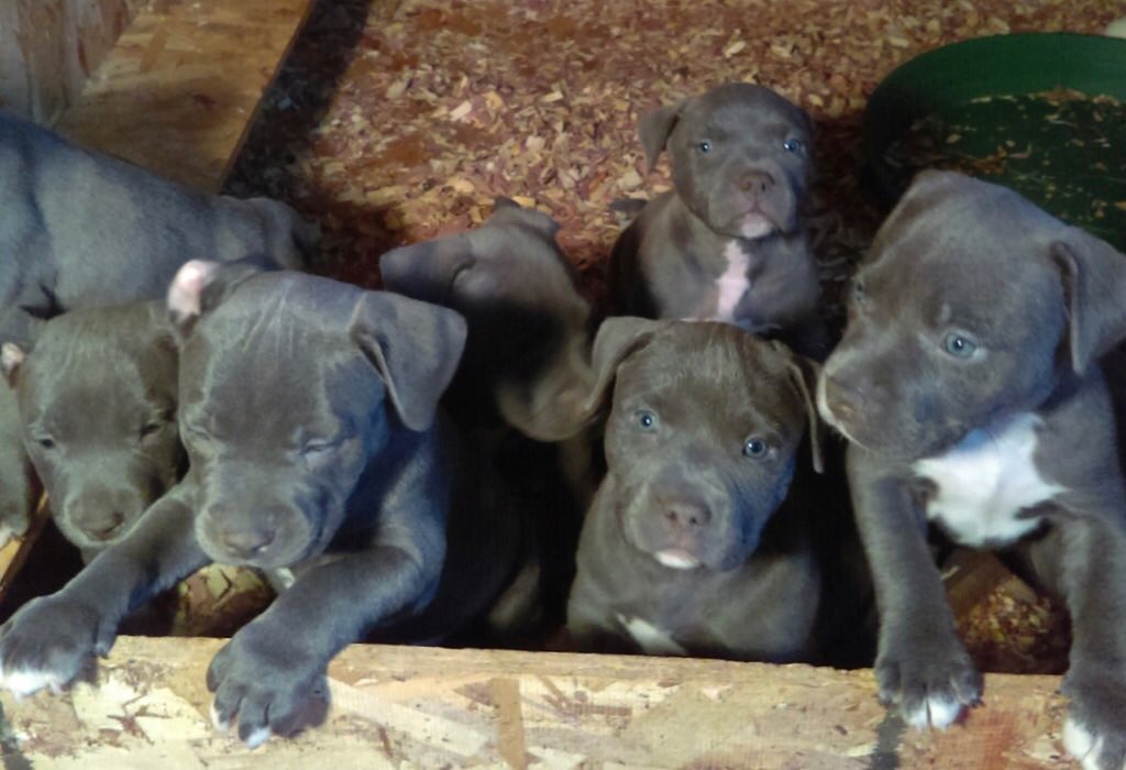 IceColdBully's tweet image. Azul and kush  pups 5wks