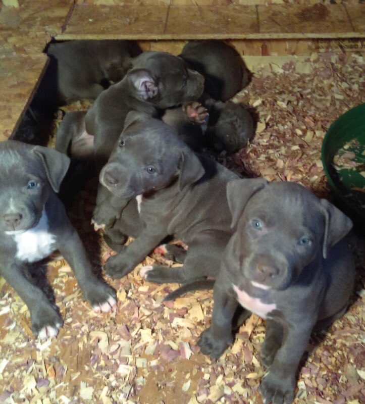 IceColdBully's tweet image. Azul and kush  pups 5wks