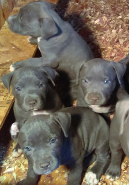 IceColdBully's tweet image. Azul and kush  pups 5wks