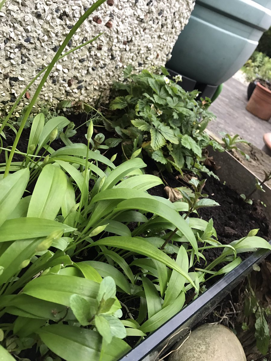 nscatering's tweet image. Wild garlic and wild strawberries growing side by side in my herb bed! #notbydesign another use for wild garlic, Wild 🍓 and garlic jam?
