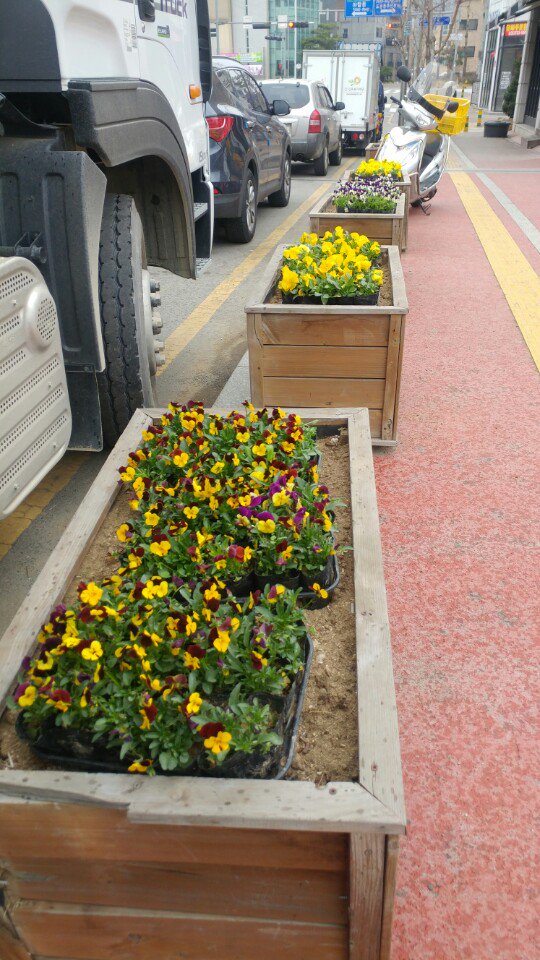 ♪ 봄봄봄봄 ♪ 봄이 왔어요~ 우리들 마음속에도, 도촌동 거리에도 봄이 왔어요. 아름다운 #도촌동 거리를 조성하기 위해 꽃을 준비했습니다. 바쁜 걸음 하시는 와중에 잠깐 걸음을 멈추고 힐링하고 가세요~ : )