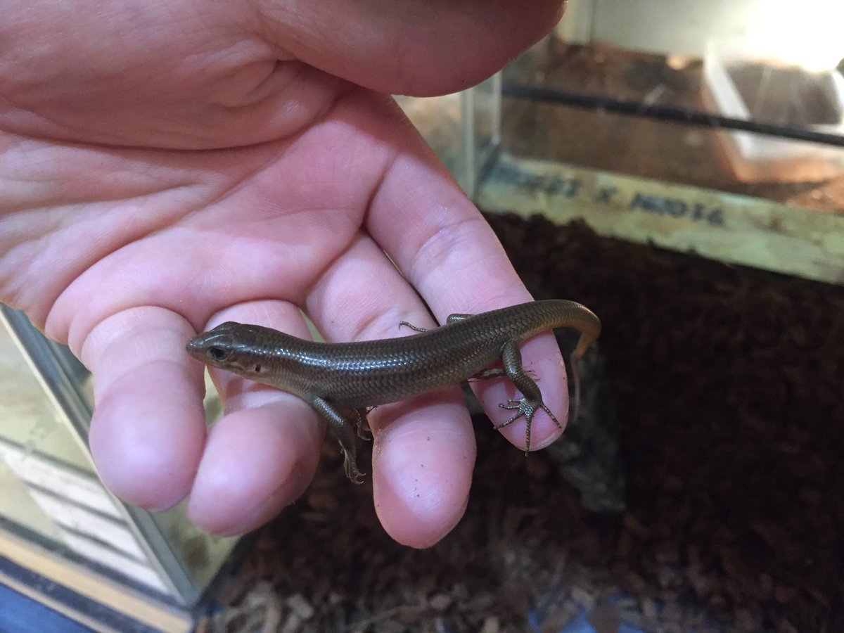 爬虫類ショップdear(ディア) on X