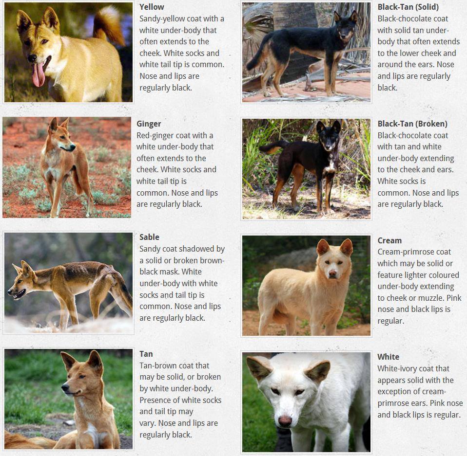 All the colours of the dingo: not just a yellow dog