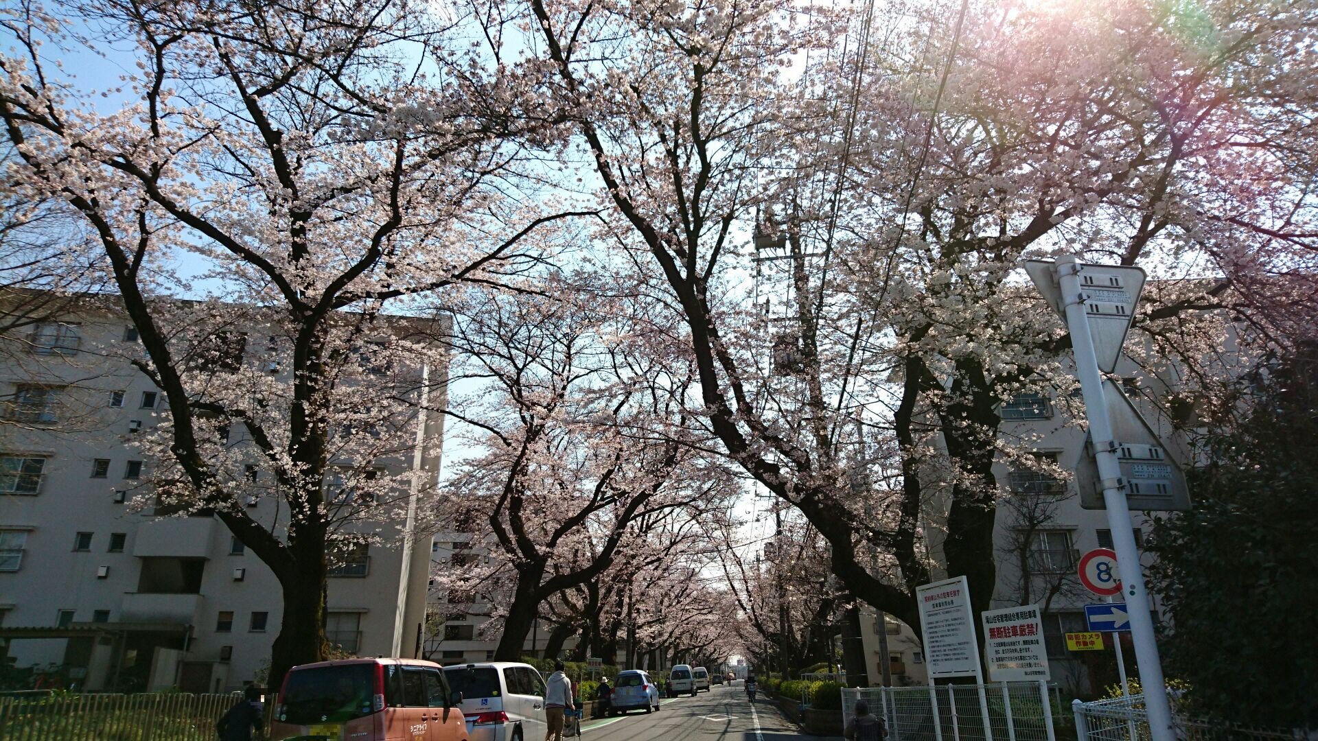 東京都東久留米市 4月4日の桜です 白山公園は暖かい陽気でお花見されている方もいらっしゃいました 近くの滝山団地の桜 もとてもきれいでした 東久留米消防署近くの桜並木は まだつぼみが多くありました 東久留米駅踏切周辺は満開でした 詳しくは産業