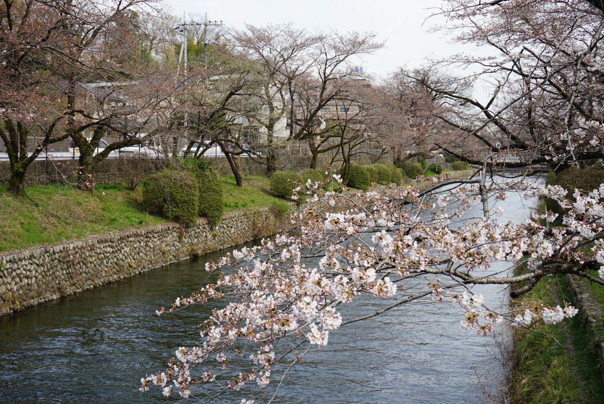東京都羽村市 さくらまつり桜開花状況 4月5日のさくらまつり会場 玉川上水羽村堰 周辺 の桜の様子です さくらまつりは9日 日 までですが果たして桜は満開を迎えるのでしょうか