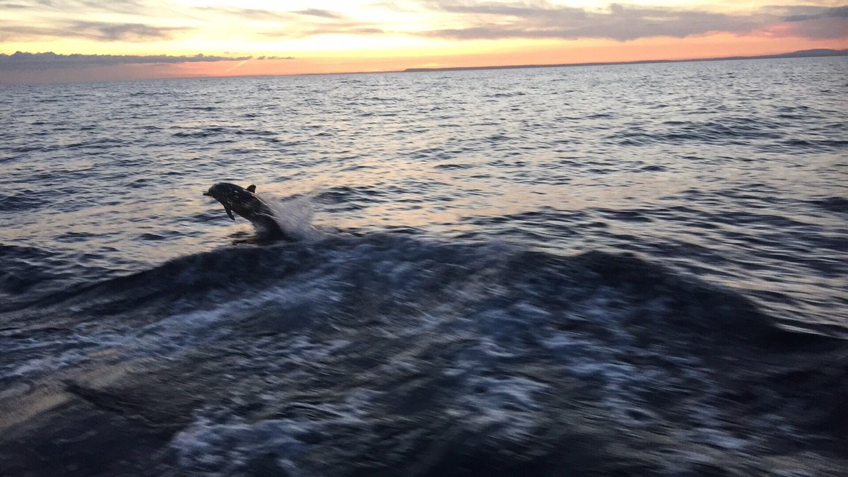 Beautiful Dolphin off #LandsEnd #Cornwall during the start of our #Aspire360 #RoundBritain #Sailing. @MorvarghSailing @Marina_SuttonH