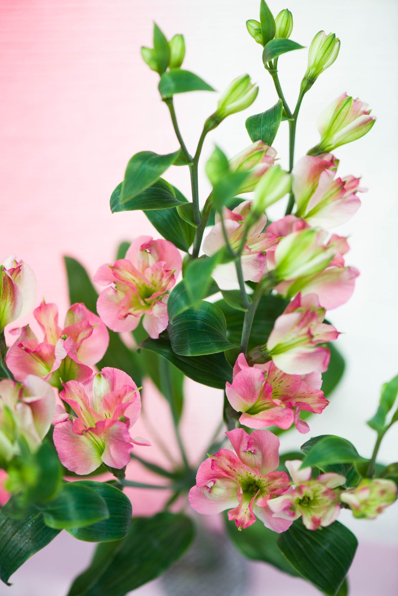 'Charmelia ‘on tour’ verrast ook nu weer vele bloemisten, die zeer enthousiast reageren en onder de indruk zijn van deze bloem vol charme