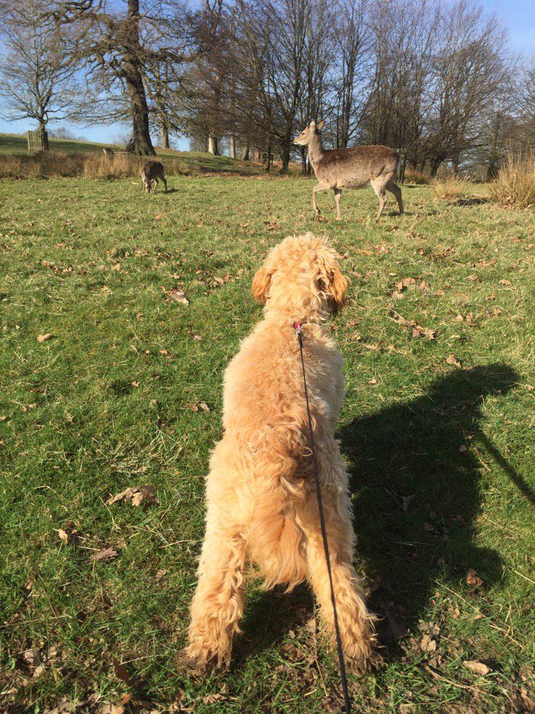 lillyapoo's tweet image. I want to play with the deer but I don't think it wants to play with me #noideer #cockapoo #cutepup