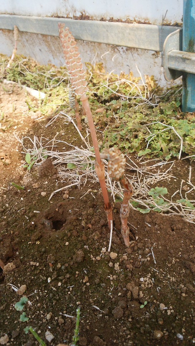 いわさき かずみ V Twitter 今年初めて見たつくしがﾊｳｽだった ﾊｳｽのつくし程ｳｹﾞｪｰって思うのはないね ｽｷﾞﾅの根っこのしぶとさときたらﾎﾝﾄ ｸﾇﾔﾛ 今年はｽｷﾞﾅ茶でｶﾞｯﾎﾟｶﾞｯﾎﾟのｳﾊｳﾊの左うちわ計画 つくし様々にひっくり返るかどうか Https T Co Xahpkqgb6j