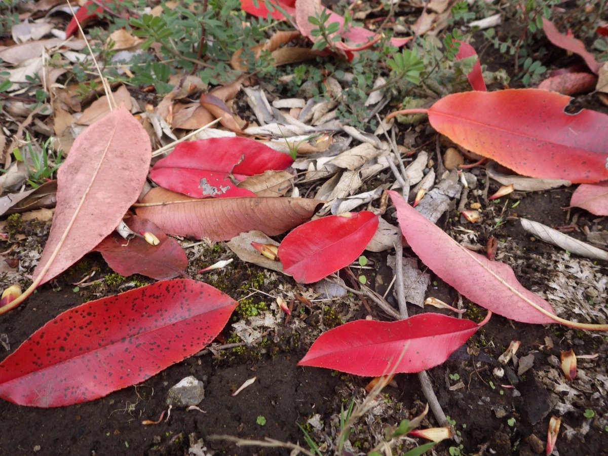 植物多様性センター 神代植物公園 No Twitter この時期は常緑樹の落葉期です 真っ赤に色づき落葉 するのはオオカナメモチ おなじ仲間のレッドロビンの生垣は新芽が赤くなりますが オオカナメモチでは古い葉が紅葉します 花が咲くと白 新芽のオリーブグリーン