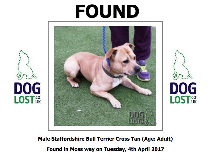 DogLostUK's tweet photo. #FOUND Male #StaffordshireBullTerrier cross #MossWay #SG5 #Founddog   https://t.co/IGbaiPcOPm https://t.co/L0dXsBIgzN