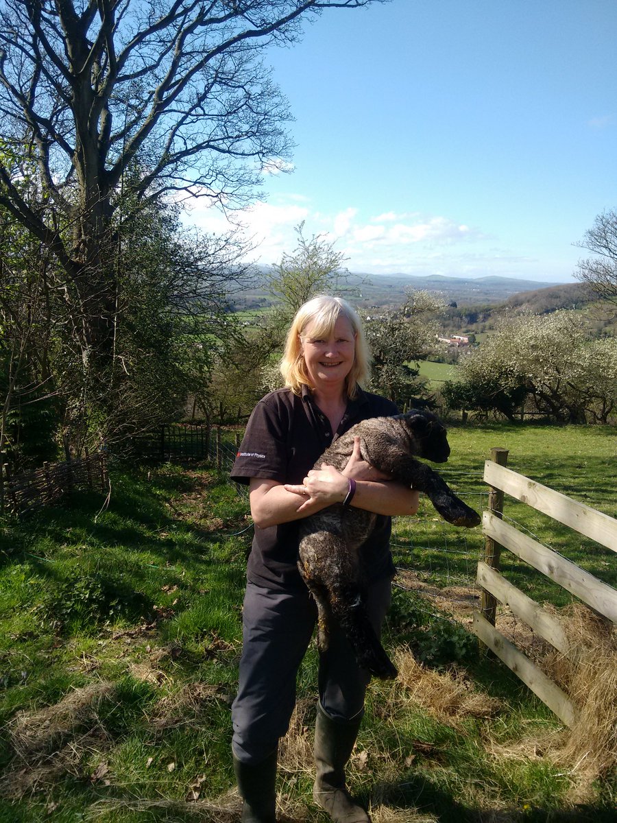 CaeMain's tweet photo. Our first Shropshire lambs #shropshiresheep https://t.co/MDi0RcCfpI