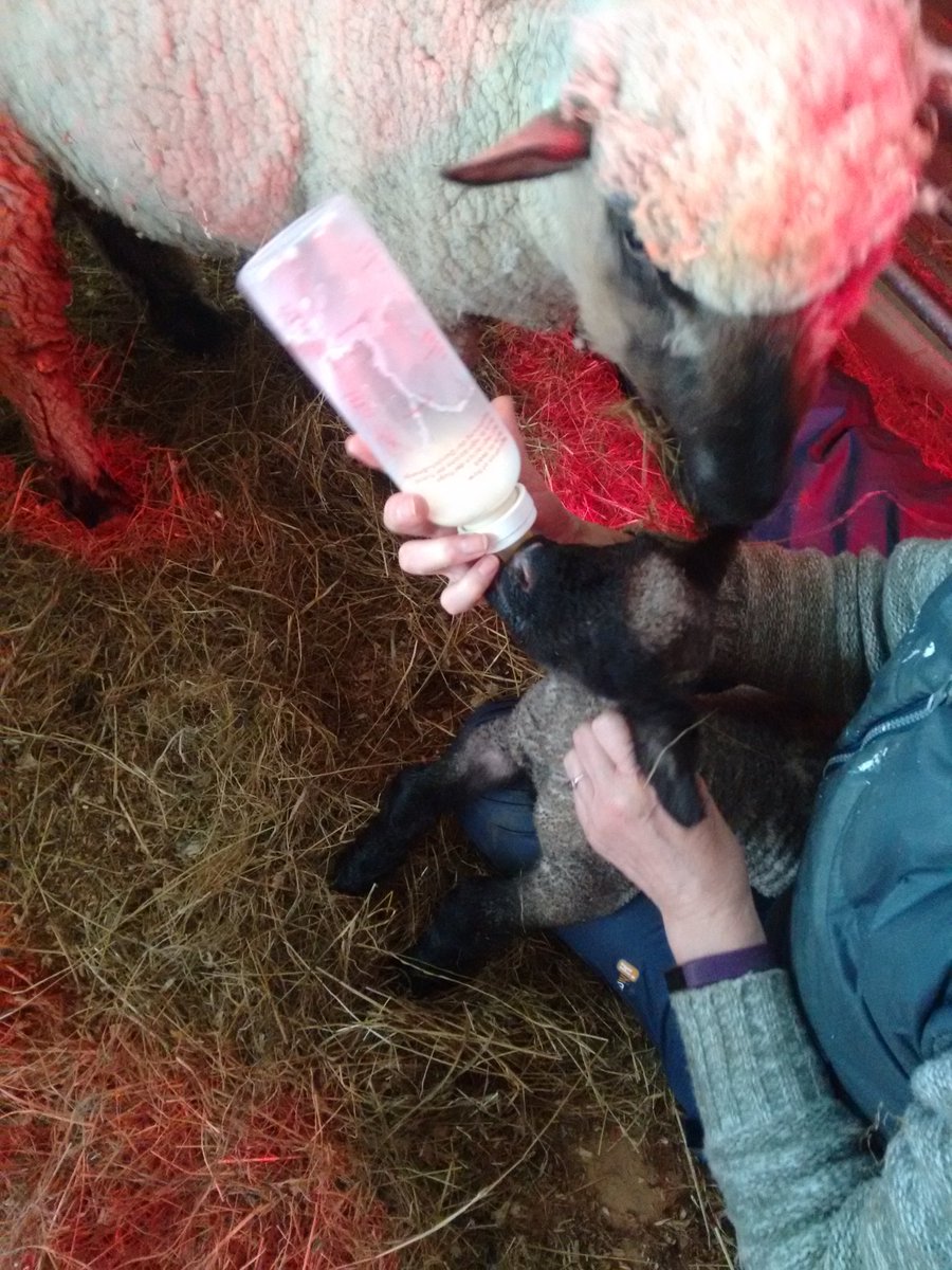 CaeMain's tweet photo. Our first Shropshire lambs #shropshiresheep https://t.co/MDi0RcCfpI