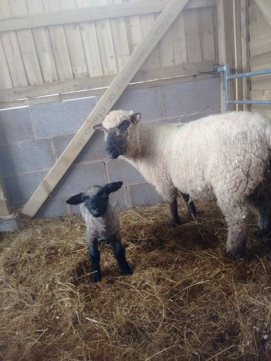 CaeMain's tweet photo. Our first Shropshire lambs #shropshiresheep https://t.co/MDi0RcCfpI