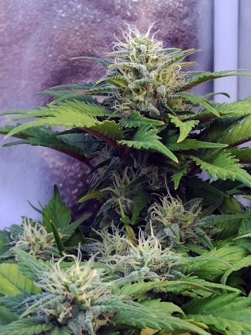 royalqueenseeds's tweet photo. #RoyalDawrf is our bonsai-like autoflowering variety. She has a similar genetic background to our #Easybud but crossed with Skunk. https://t.co/AY4hJKV4Bj