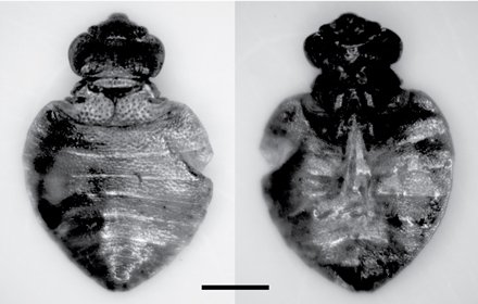 Did Bedbugs Bite Early Humans? Pest's Oldest Relatives Found in Oregon ow.ly/bdaR30aA5Kh <a href="/Archaeorama/">Rossella Lorenzi</a>