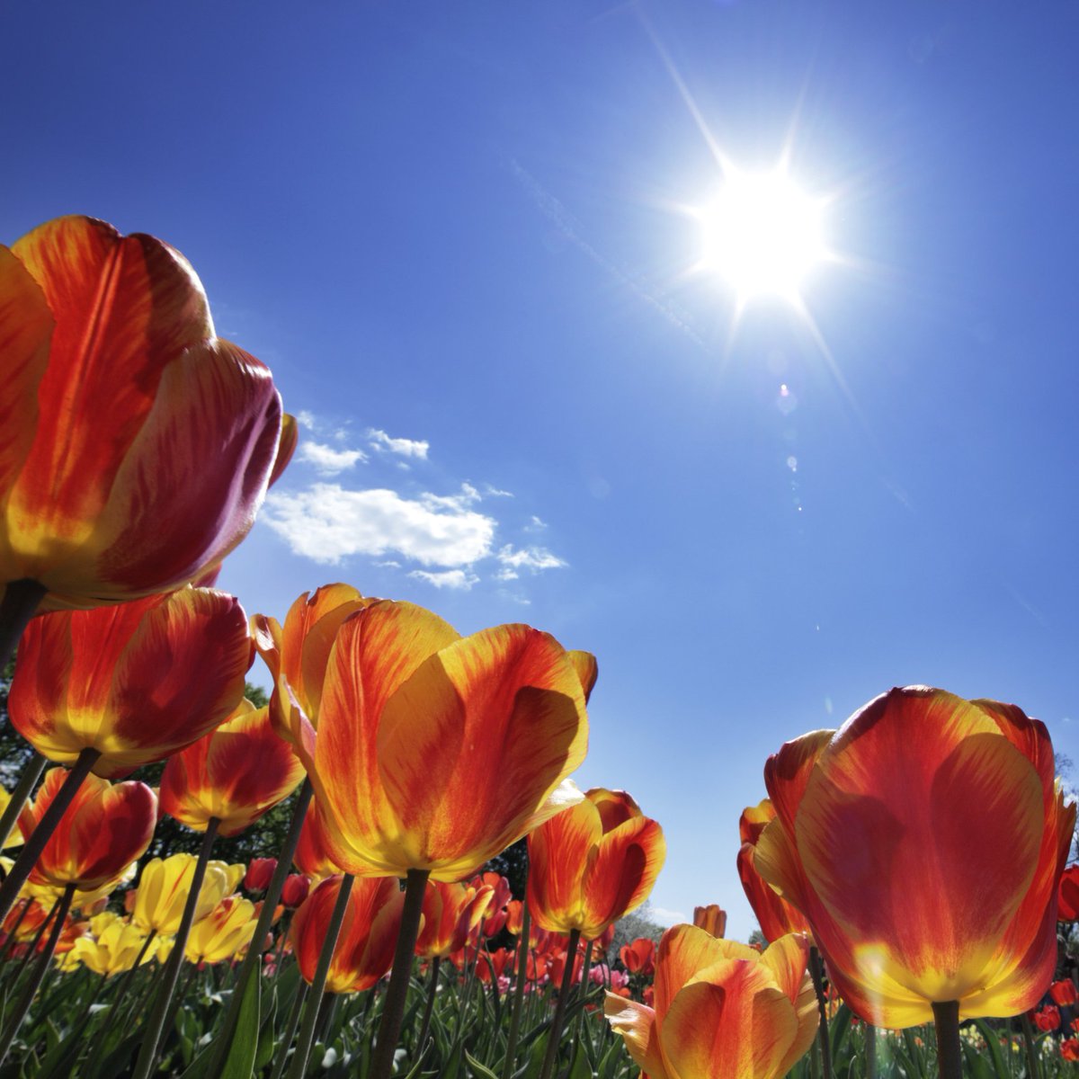 The sun is shining in Amsterdam! It is spring season &amp; the flowers are blooming. Book your  Keukenhof tickets here: goo.gl/fVYJNL