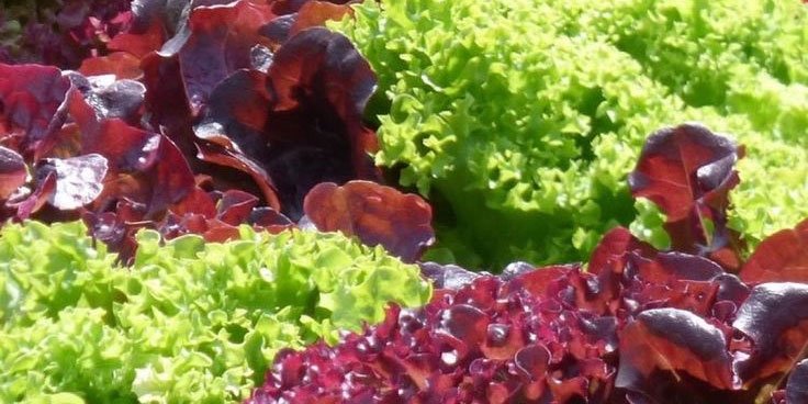 Are you a deep red lollo rosso fan or a classic crispy ice gem lettuce lover? Skip the supermarket #growyourown simple, easy &amp; delicious