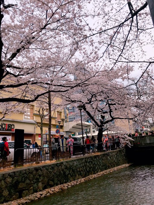 2 pic. 京都のサクラ(人•ᴗ•♡)

夜桜もしっかり見れて
大満足♡♡ https://t.co/VPX9x4mWRr