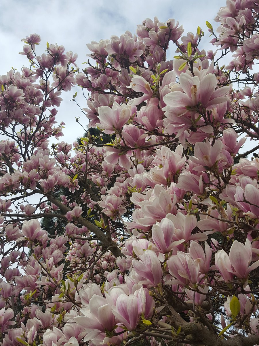 mandyFLD's tweet image. Hier wordt je toch #blij van? Waar je nog meer blij van kan worden? Dat lees je in de nieuwe #diaryblog: alllovelythings.nl/diaryblog-lent… #lente