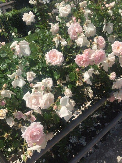 tinvafla's tweet image. ✨взаимный для фандомных ✨

🚫анф = анф🚫

#ДжулиеФолловитФандомных
#ЛøндøнскийЧайФолловитРулета