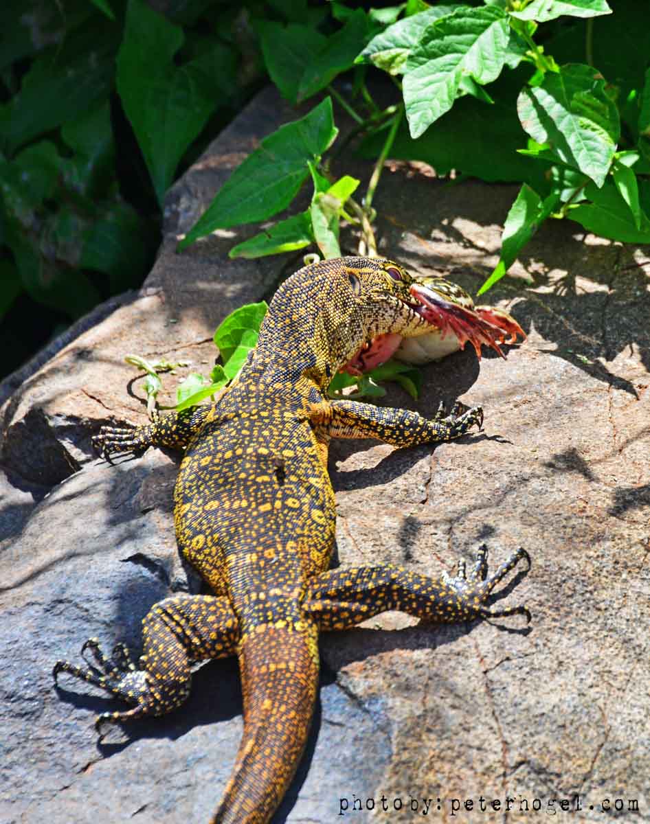 EdenAdventureug's tweet photo. #Lunchtime #lizardeatsfrog #beautyinuganda #pearlofafrica #edenadventuresUG https://t.co/VJh05iDdDc