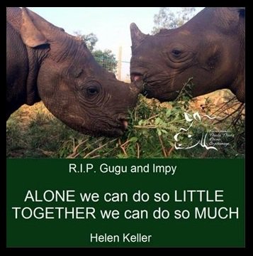 Protect_Wldlife's tweet photo. Thanks to you, my @JustGiving Page was one of the most successful in March, raising over £2,000 for 🦏🦏. You can STILL donate @ThulaThulaFund https://t.co/S8rINwKeCa