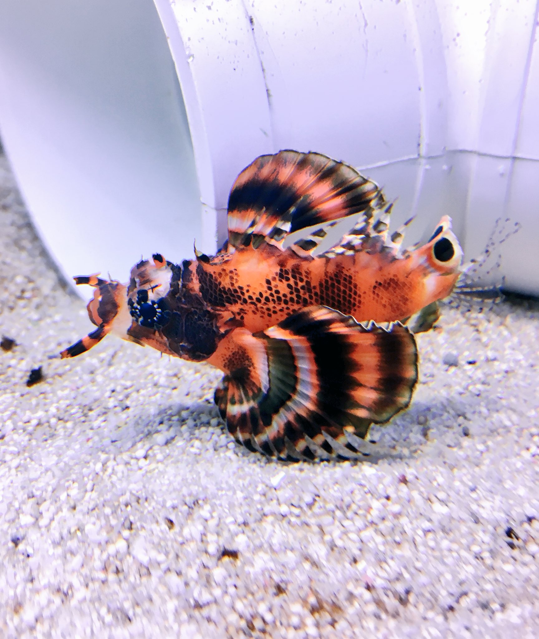 Swallow Aquatics Look At This Dude The Fu Manchu Lionfish Available At Our Colchester Store Marinetank Fumanchu Marinelife Marinefish Aquatic T Co 0xdlzptsnz Twitter