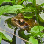 Aquaplancton's tweet photo. Leave a patch of grass near to your #pond un-mown, it will make a perfect habitat for #newts, #frogs and butterflies https://t.co/J1tESnHpbf https://t.co/i92tRxZeML