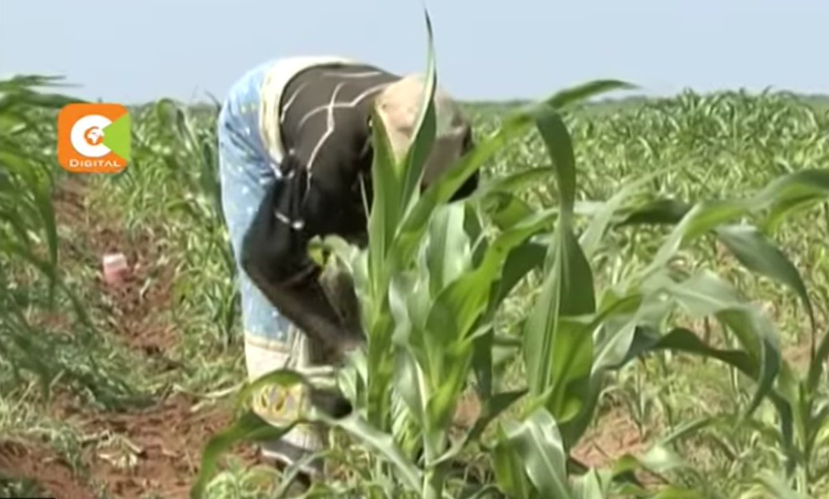 Reprieve for Kenyans as maize flour prices drop Citizen TV Kenya