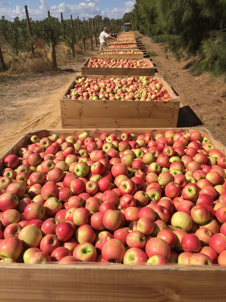 Marenny Vale apple train #aussieapples #cider #australiancider #cheekygrogco #blossomtobottle #fruitgrowers