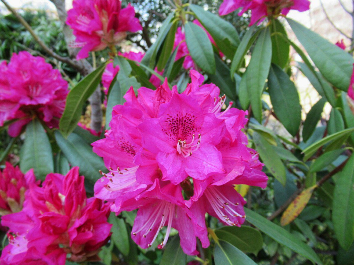 雑草図鑑 準備中 118 シャクナゲ ツツジ科 北半球原産 ツツジ属のうち旧シャクナゲ 属をいうが区別は複雑 花は非常に豪華で見応えがある 主に栽培される西洋シャクナゲはヒマラヤ原産の多数の種を元に欧州で改良され 非常に多くの品種がある 日本