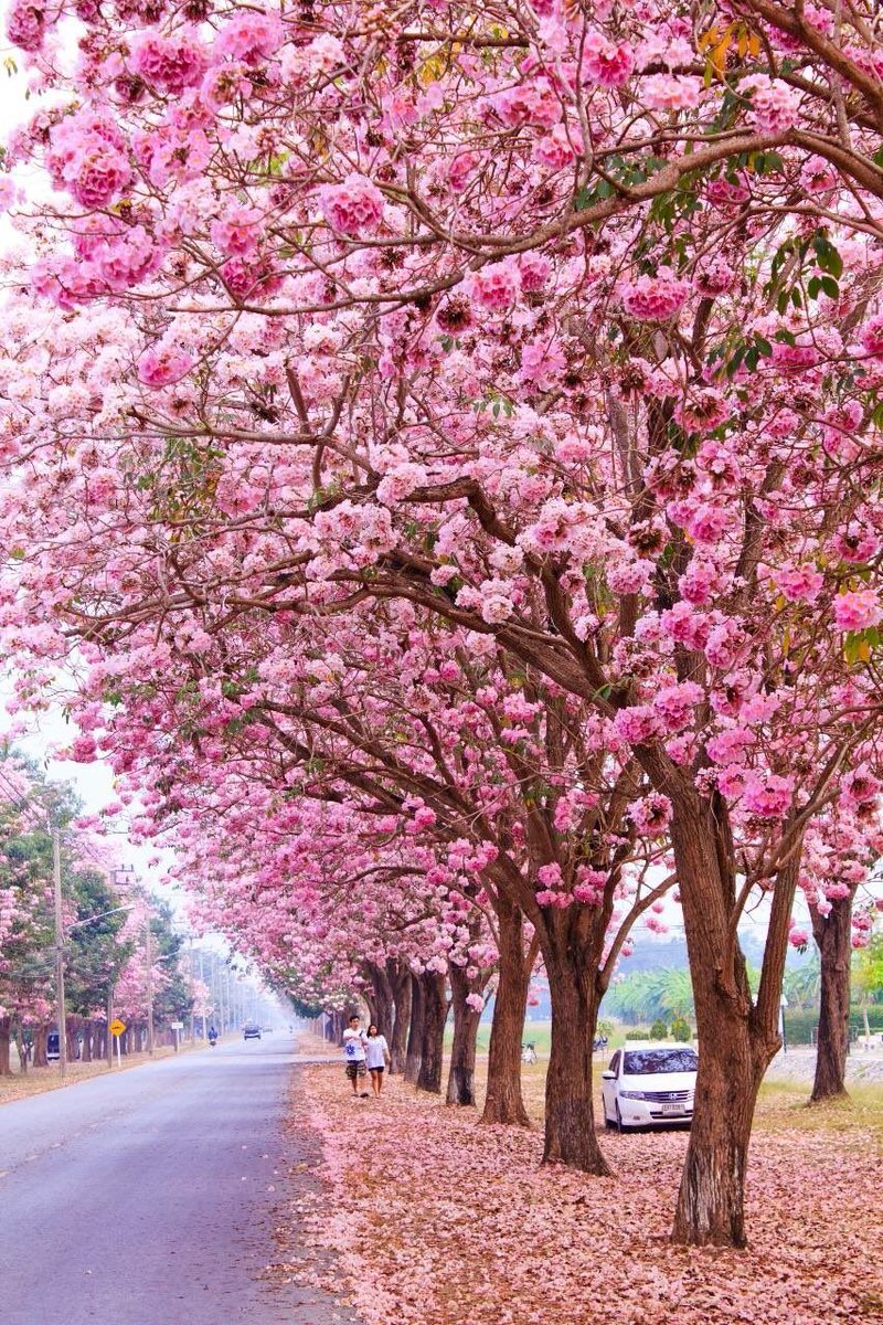 RichardBarrow's tweet photo. Chompoo Pantip Blossom Festival (เทศกาลช��พูพันธุ์ทิพย์บานสะพรั่งที่กำแพงแสน) at Kasetsart University Kamphaeng Saen Campus until 11 April https://t.co/qFnWKJdjYT