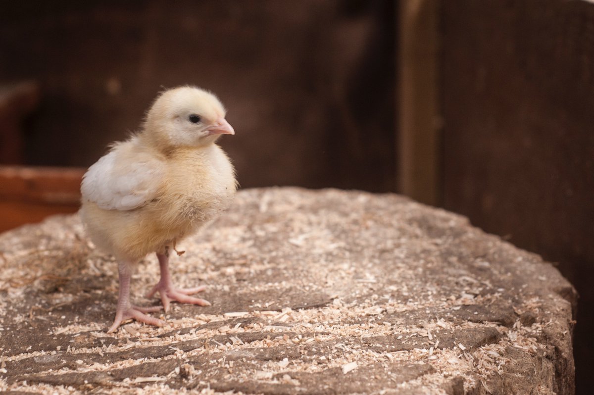 ThorntonFarm's tweet photo. #cute #springrime #chicks #Easter #holidays @ThorntonFarm #visityorkshire #visitskipton #FarmLife #animalpetting #GetOutdoors https://t.co/YRurUe3vqN