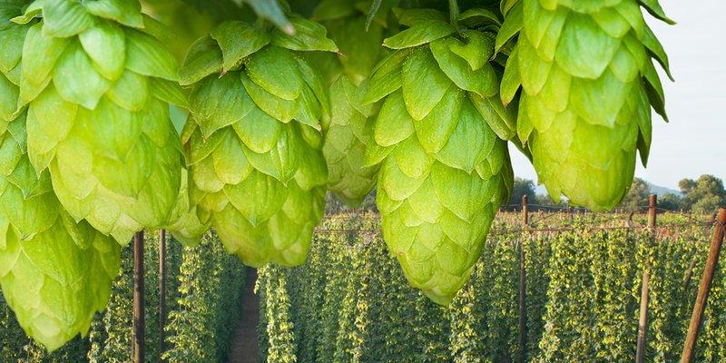 cafesquaddotcom's tweet photo. #Foodfestival of #Hops101 by #CAMRAVancouver
Humulus lupulus, along with samples of beer of course,
#Visit
https://t.co/MT9UFAOWBk https://t.co/QlvoROnxYA