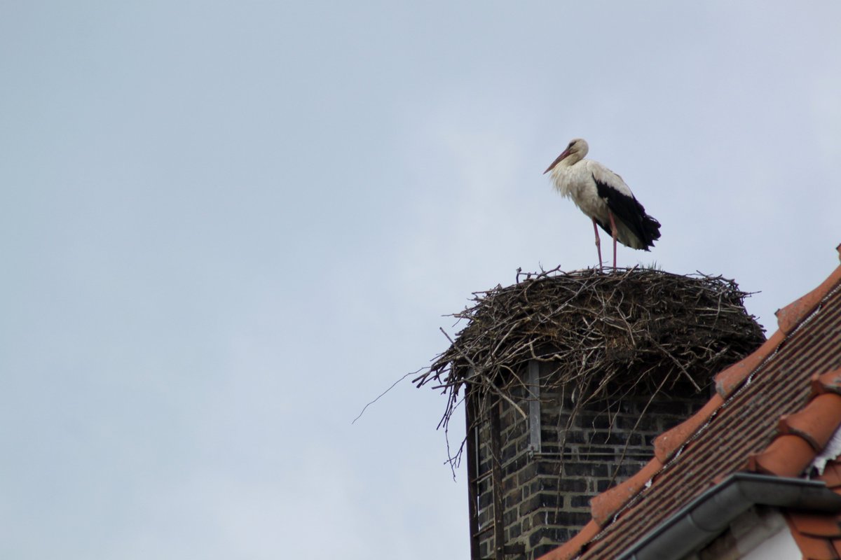 Der #Storch hat die #Spargelstadt erreicht: Heute hat Adebar sein Nest auf dem #Beelitzer Kirchturm bezogen.