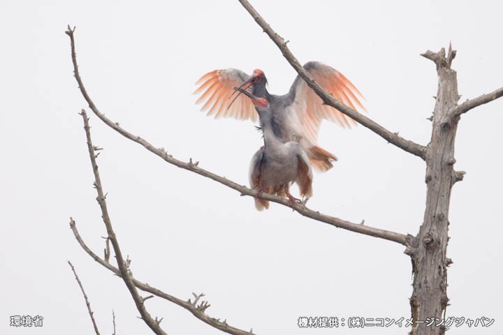 環境省佐渡自然保護官事務所 On Twitter 佐渡の車窓から ラブラブ オスがメスの上に乗り 求愛行動の擬交尾をしています 佐渡ではトキの生態に影響がないよう車内から観察を行っています 車窓から撮影されたトキの姿を 佐渡の車窓から と題して ご紹介