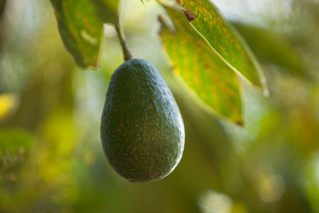 Apricot Lane Farms (@apricotlanefarm) on Twitter photo 1st Hass avocados of the season!! Get them now at <a href="/FollowYourHeart/">Follow Your Heart</a>, <a href="/VintageGrocers/">Vintage Grocers</a>, & @ErewhonNatural Markets in Calabasas, Venice and LA! 1st Hass avocados of the season!! Get them now at <a href="/FollowYourHeart/">Follow Your Heart</a>, <a href="/VintageGrocers/">Vintage Grocers</a>, & @ErewhonNatural Markets in Calabasas, Venice and LA!