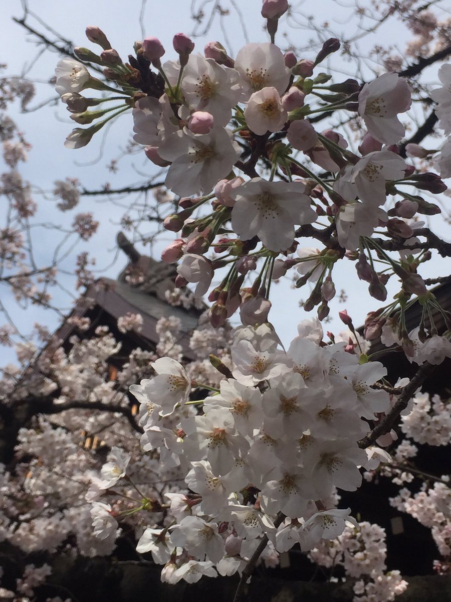 soeming's tweet photo. はるのかおり。 https://t.co/rtuuC89yog