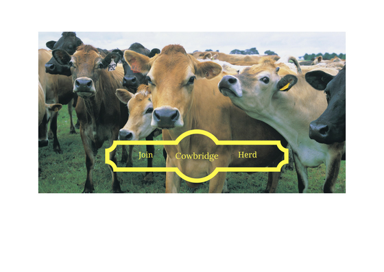 CowbridgeMoos tweet media