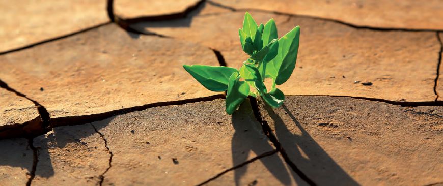 agrosolexport's tweet photo. ¿Qué puede hacer el #agricultor para adaptarse al #CambioClimático? - Vía @edit_agricola https://t.co/t0ejrIuSc3 https://t.co/5CHgLK4Dhp