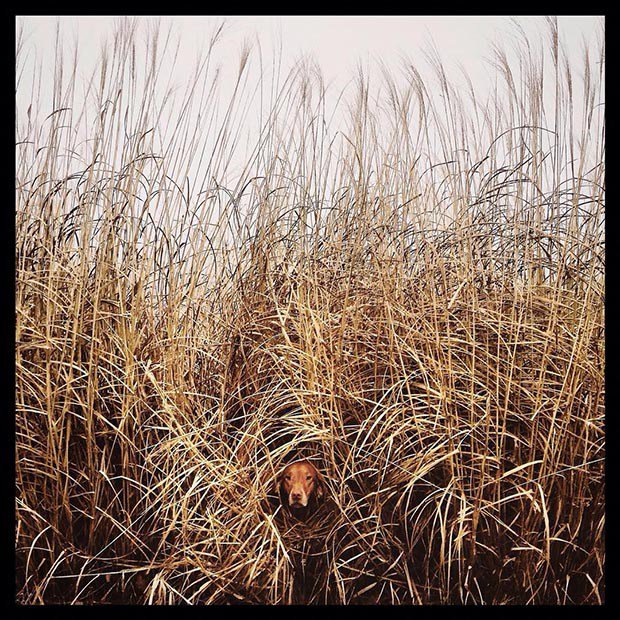 Dukesown's tweet photo. When She Was Battling Cancer, This Photographer Turned to Her Dog https://t.co/BImfgrEMdH https://t.co/3IGz91QIb9