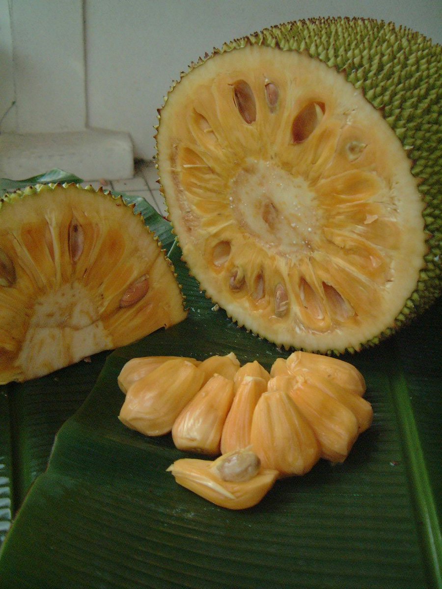 CABI_Hort's tweet photo. find out how #jackfruit seeds could be used to fill the gap in the #cocoa supply #UnderutilizedCrops #Horticulture #WasteUtilization https://t.co/LxRd6JEdk1